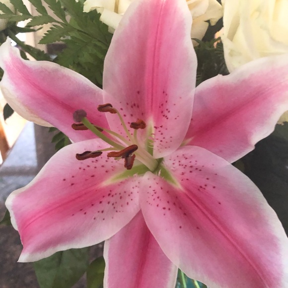 Meet your Posher, Barb - Picture 4 of 4